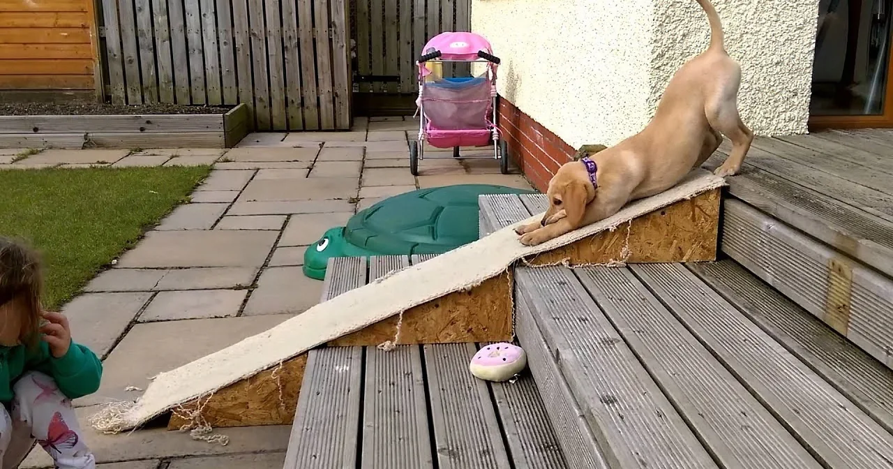 A dog climbs a makeshift ramp on a wooden deck while a child watches nearby.