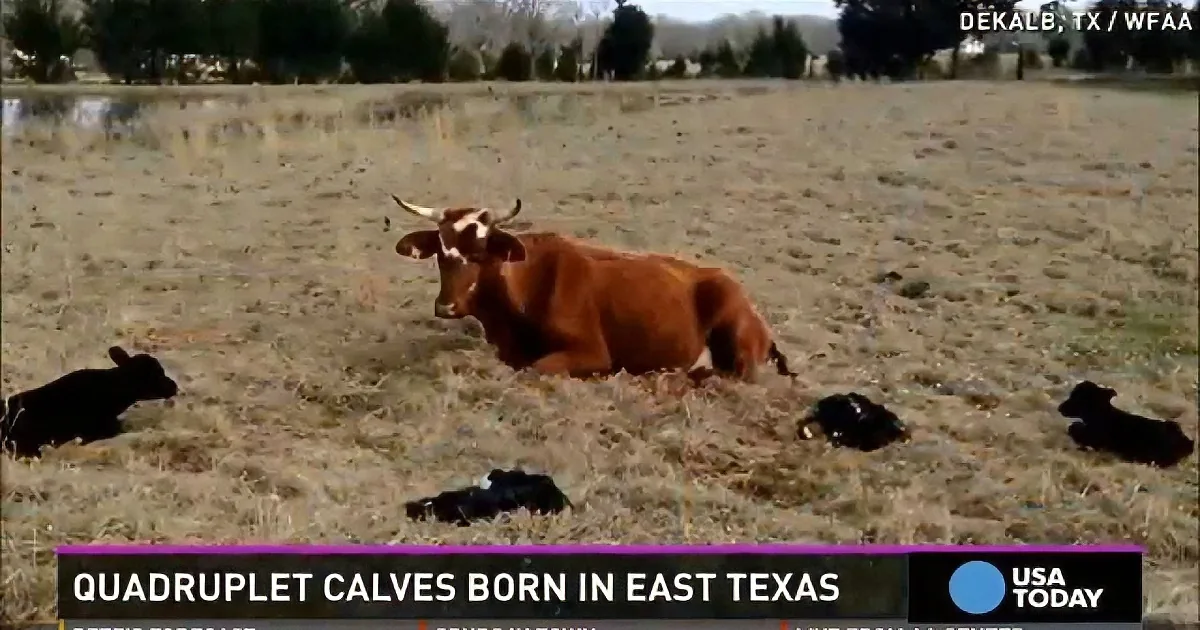 A cow lies in a field with four black calves scattered around it.