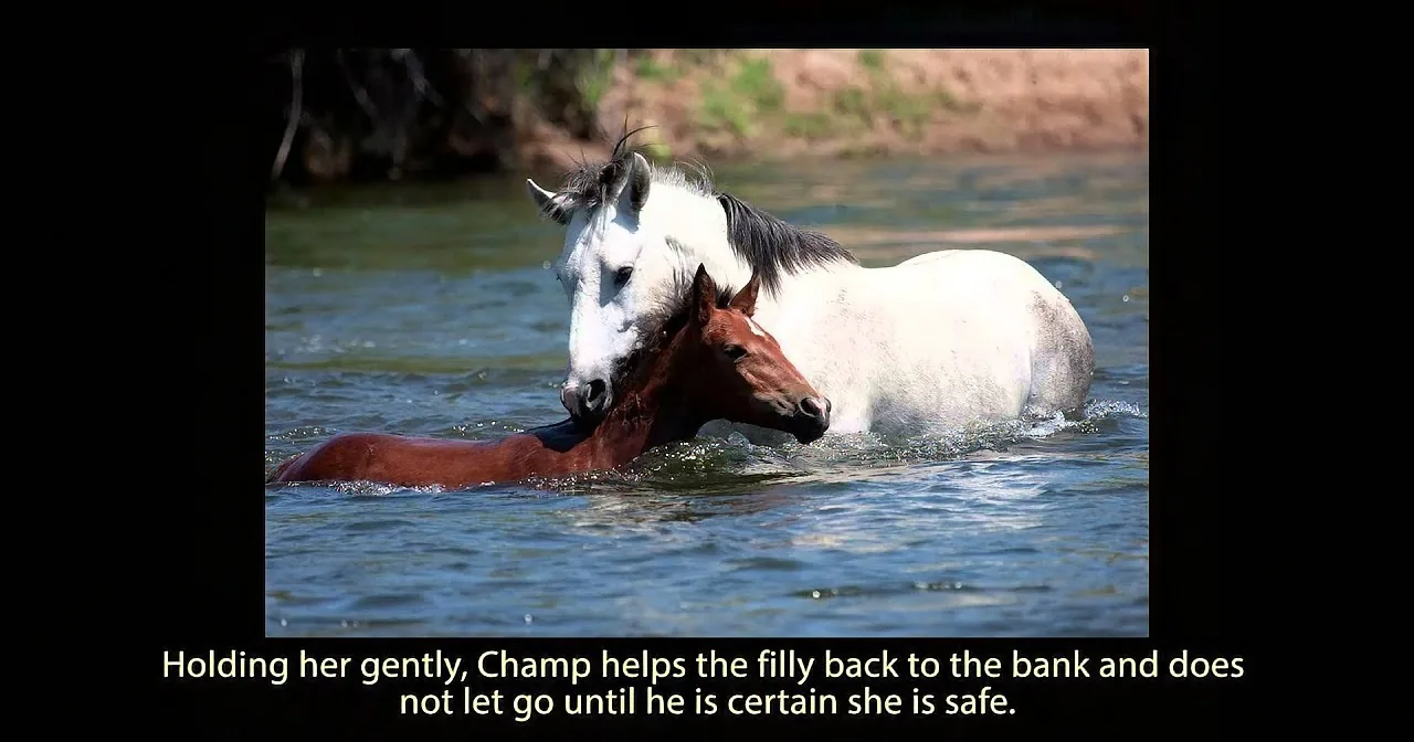 A white horse gently holds a brown foal in a river, ensuring its safety.
