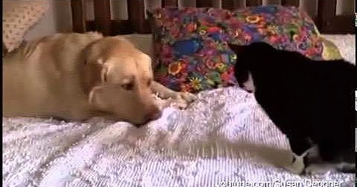 A golden retriever and a black cat are lying on a bed, facing each other, appearing to interact.