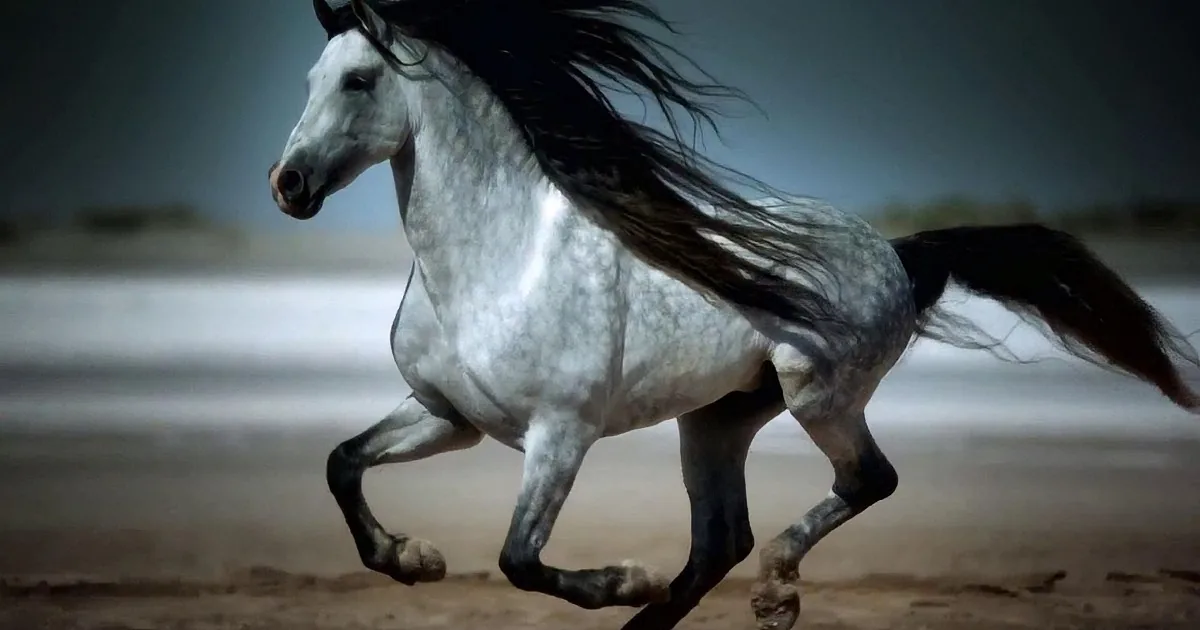 A majestic white horse with flowing mane and tail gallops across a sandy terrain.