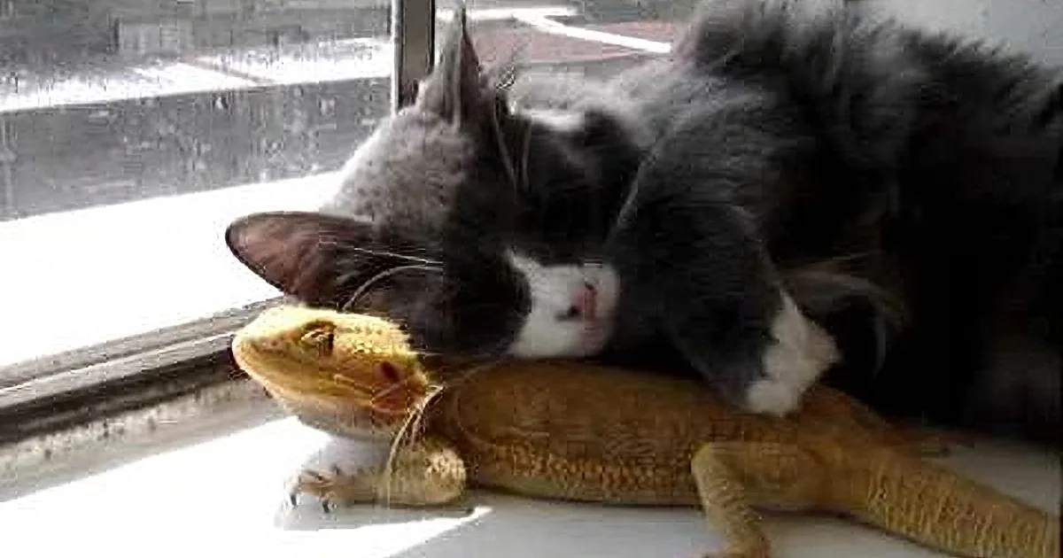 A cat and a lizard are resting together on a windowsill, with the lizard partially visible beneath the cat.