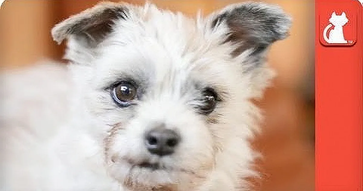 A close-up of a fluffy white dog with brown eyes and a curious expression.