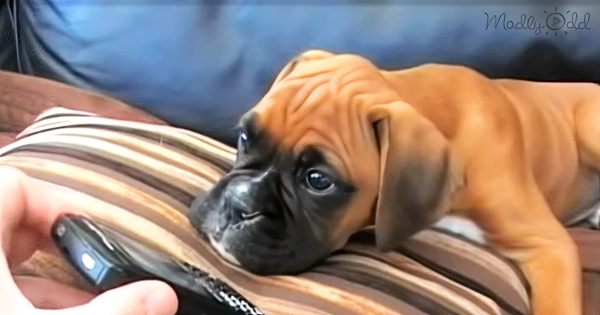 A cute Boxer puppy rests its head on a striped fabric while a hand holds a remote control nearby.