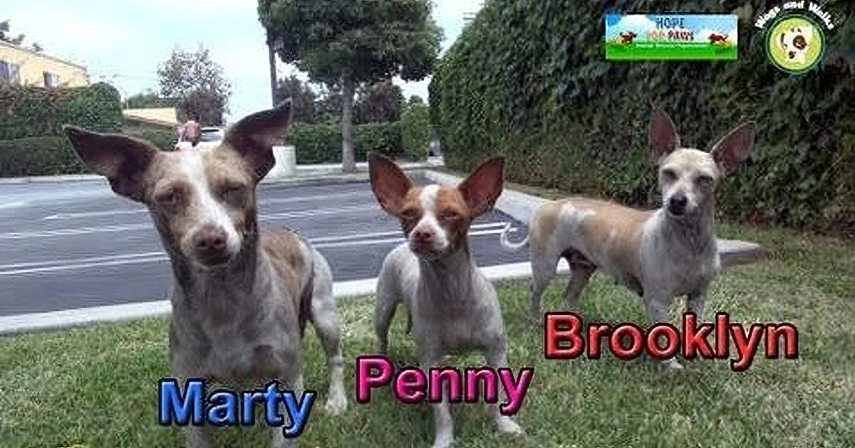 Three dogs, Marty, Pety, and Brody, are standing on grass near a street, with one dog mid-bark.