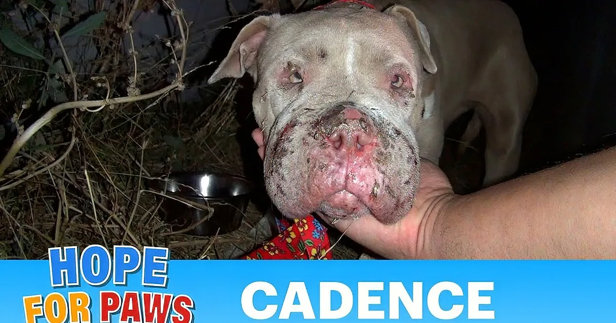 A hand pets a pit bull with visible injuries, surrounded by text about rescue and finding a home.