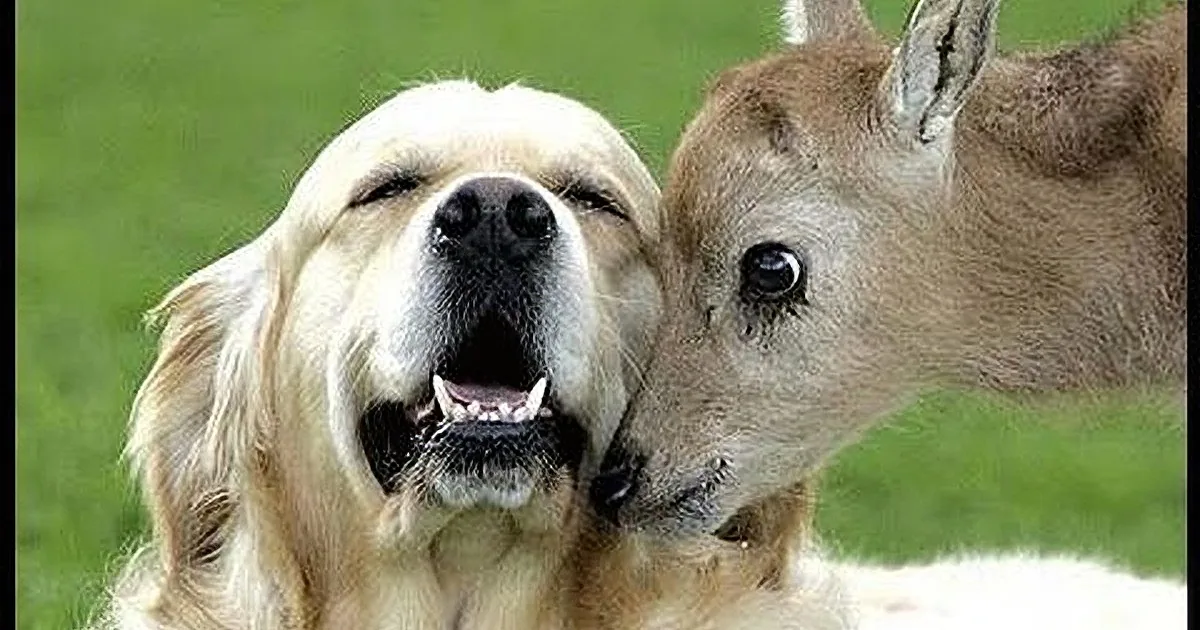 A golden retriever and a kangaroo are shown in close-up, seemingly interacting.