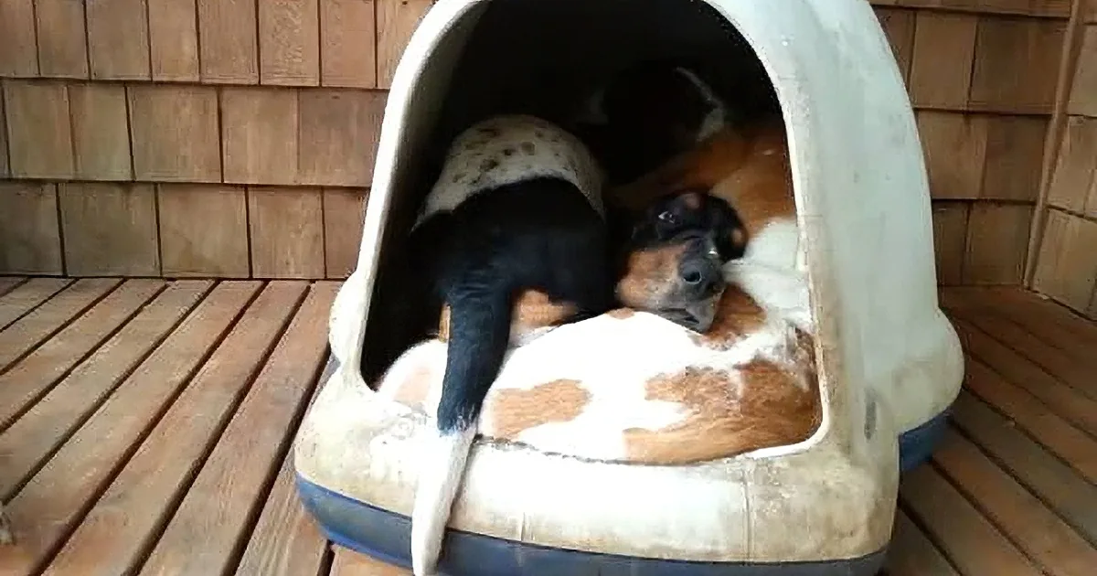 A black and white dog rests peacefully in a cozy, cushioned dog bed on a wooden deck.