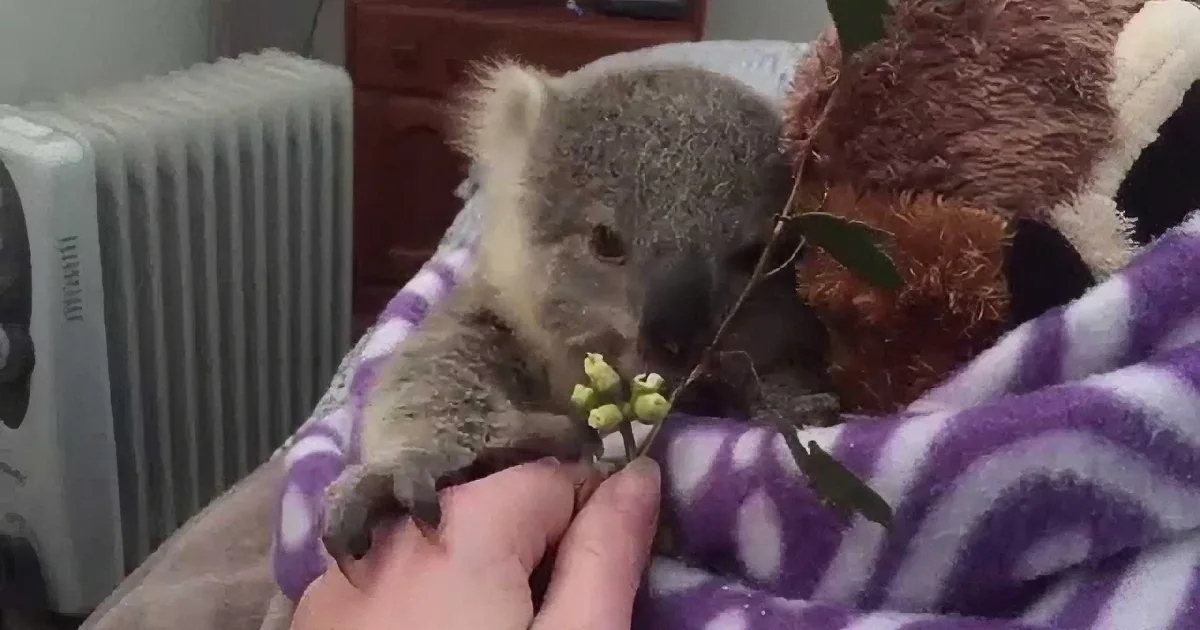 A koala joey rests on a purple blanket, holding a small branch, with a hand gently supporting it.