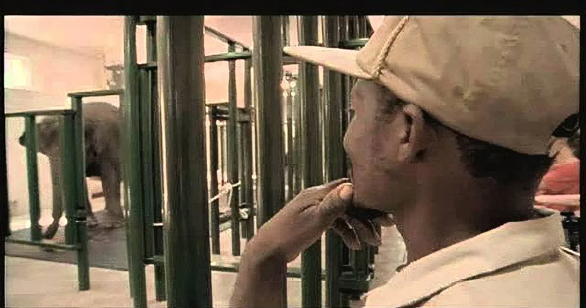 A man in a cap and uniform is eating, with a blurred elephant in the background and metal bars.