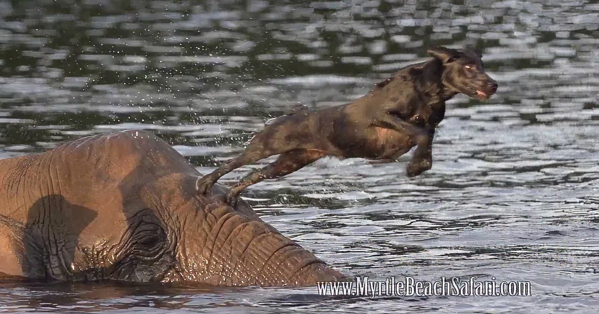 A dog leaps over an elephant in a water body, creating a dynamic scene.