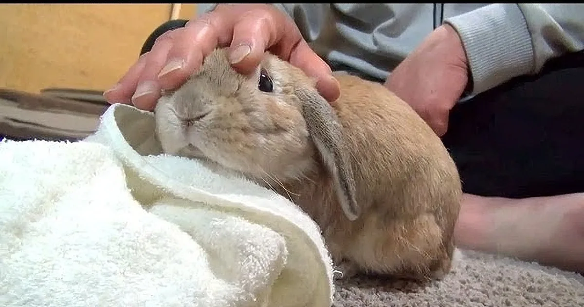 He Pets His Rabbit on the Head, What Happens Next Is the Cutest Thing I''ve Ever Seen!
