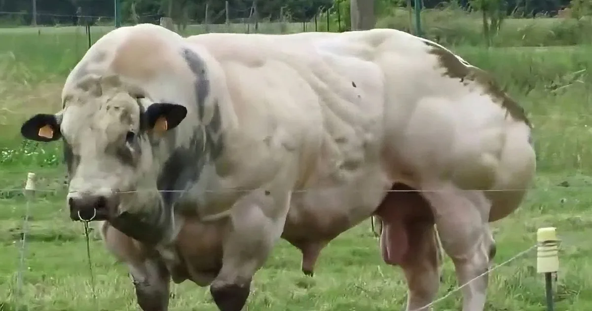 A muscular white cow with black markings stands in a grassy field, looking directly at the camera.