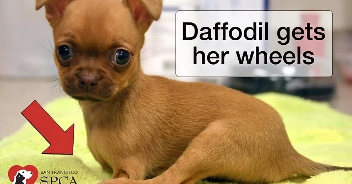 A small Chihuahua puppy named Daffodil is lying on a green surface, with text indicating she's getting wheels.