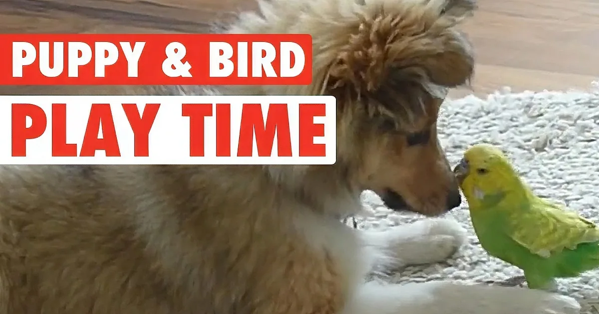A fluffy brown puppy and a green bird are playfully interacting on a carpeted floor.