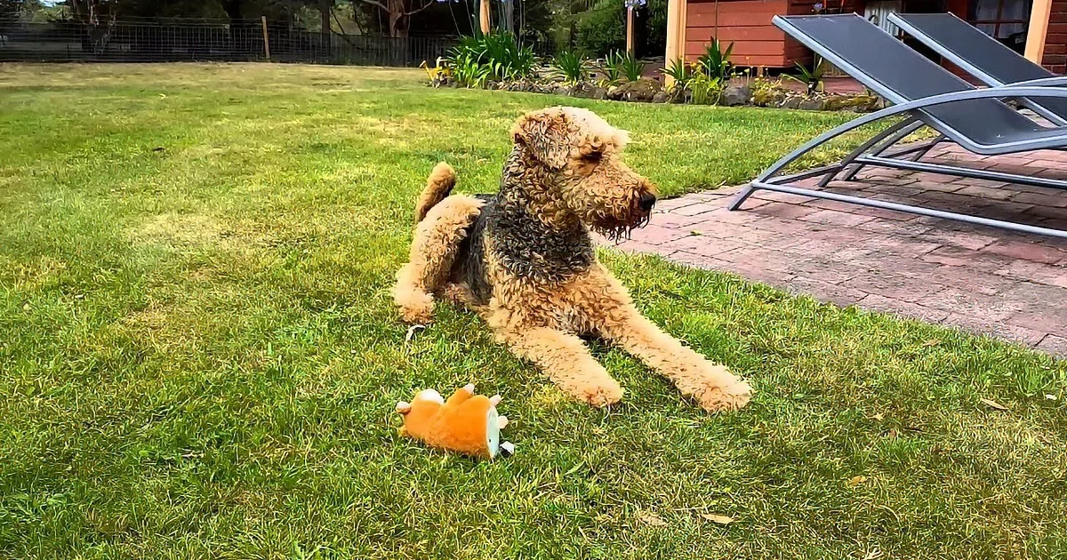 A fluffy Airedale terrier lies on grass near a stuffed fox toy, with a patio and house in the background.