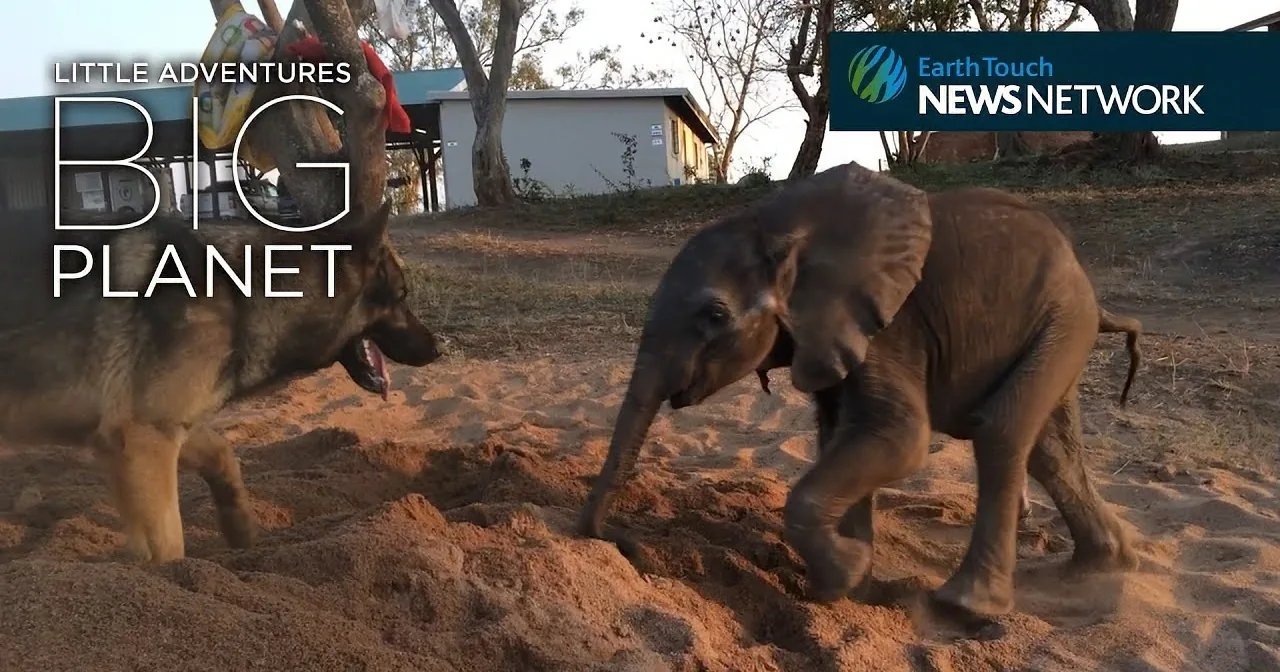 A baby elephant and a dog playfully dig in the sand, with a building and trees in the background.
