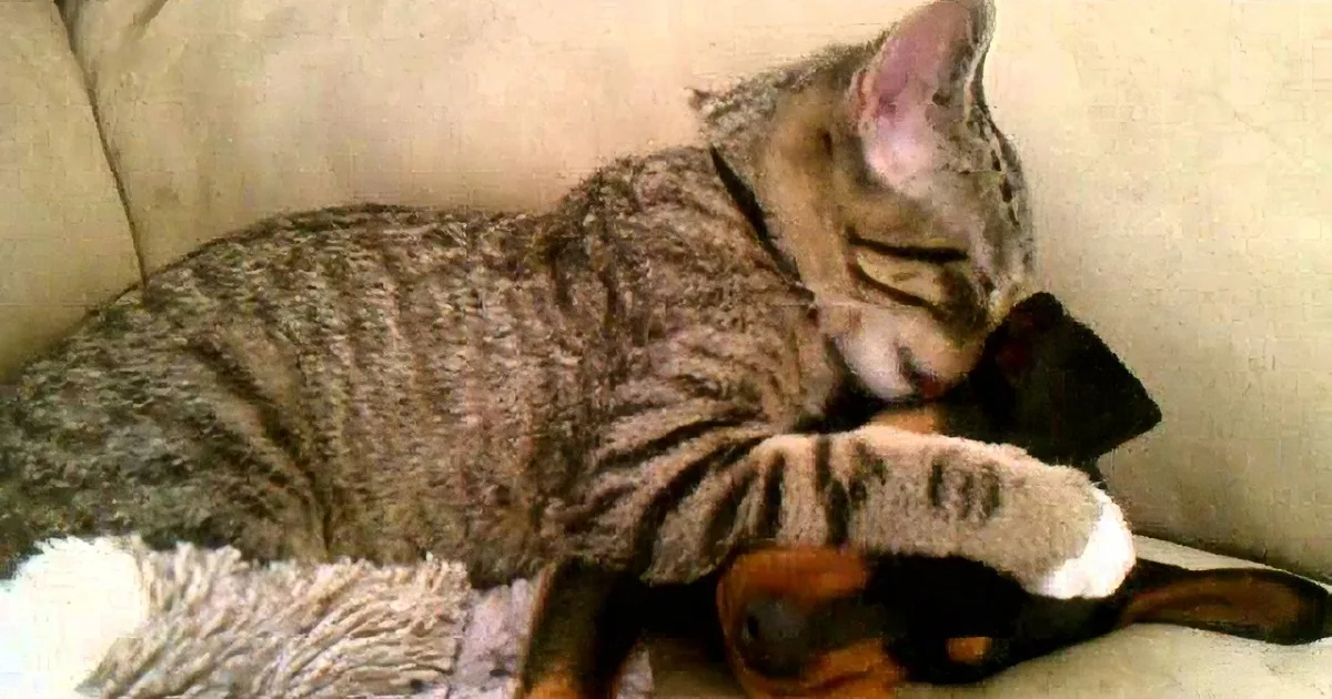 A tabby cat is curled up on a couch, resting its head on a dog's head, both appearing relaxed.