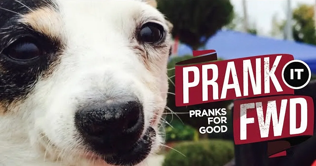 A close-up of a dog's face with a blurred background and text overlay saying "PRAIK PRANKS FOR GOOD".
