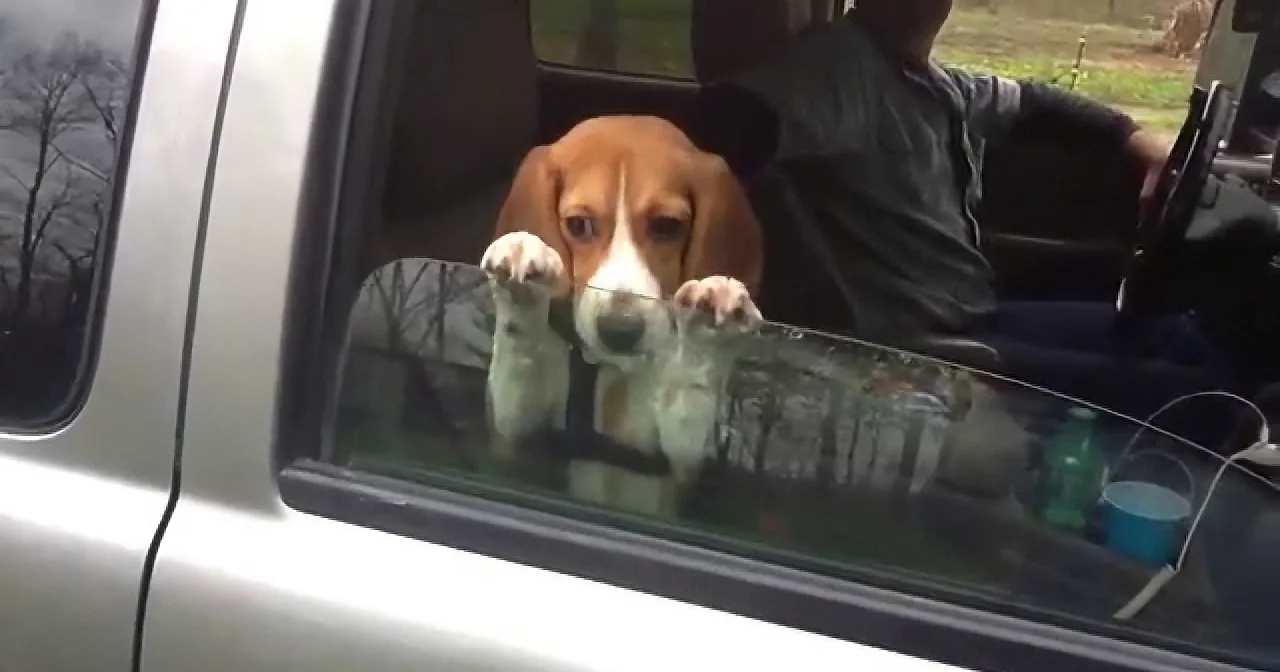 The Driver Rolled up the Window, but This Pup Doesn''t Want to Move! He''s Hilarious!