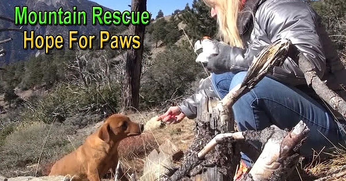 A person feeds a small brown dog in a mountainous area with trees and rocks.