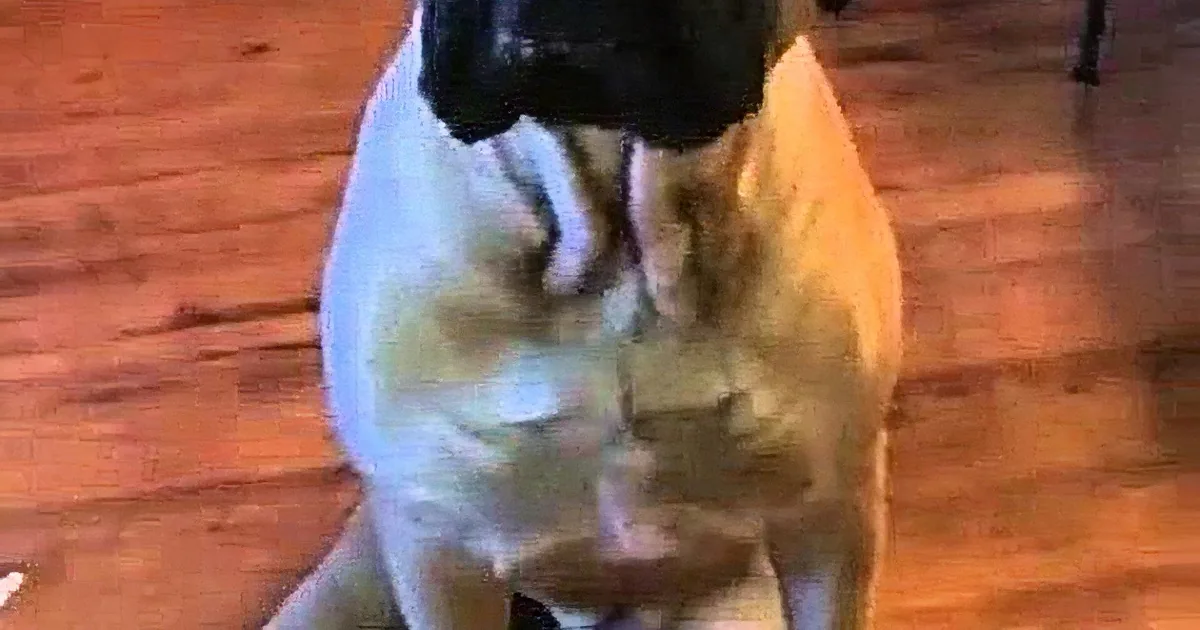 A dog is sitting on a wooden floor, looking down at its paws with a black object in its mouth.