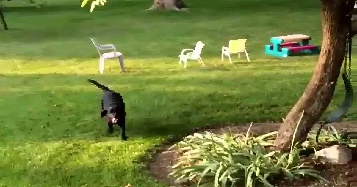 A black dog runs across a grassy yard with a tree and chairs in the background.