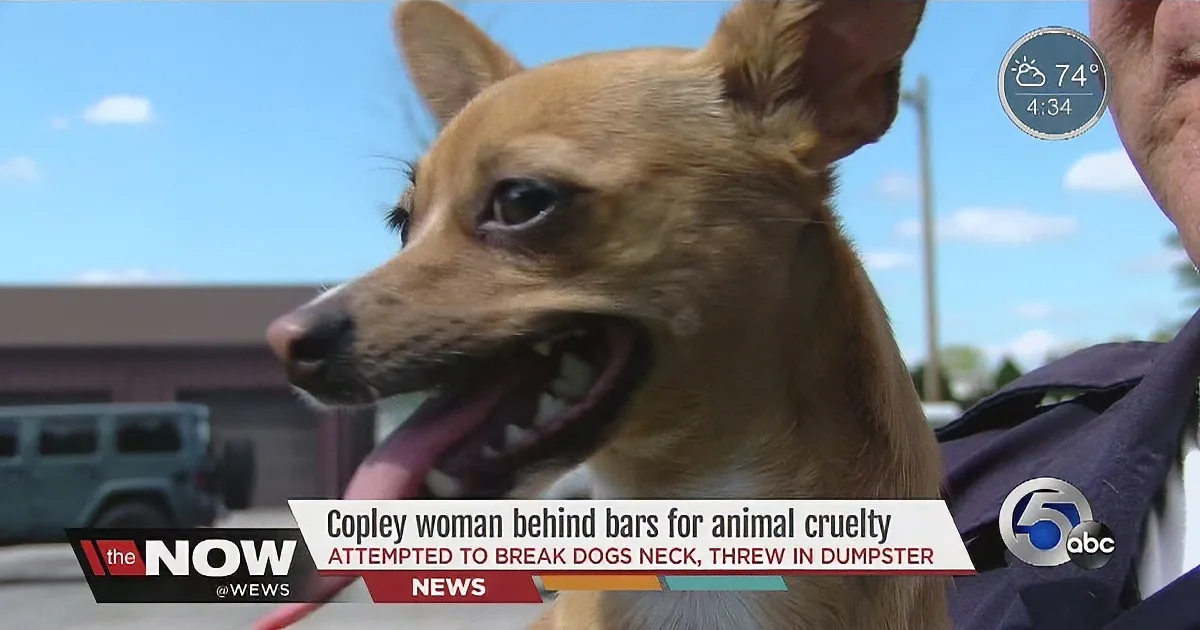 A dog with its mouth open, appearing distressed, is shown in the foreground of a news broadcast.