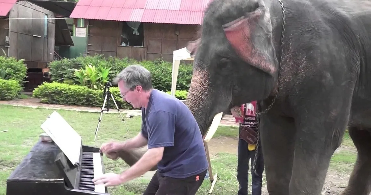 A man plays a piano while an elephant stands nearby in a grassy area.
