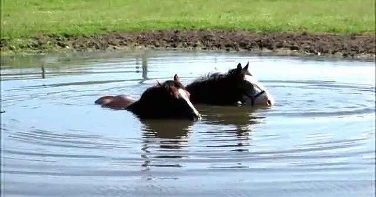 Two horses partially submerged in water, with one facing forward and the other slightly behind.