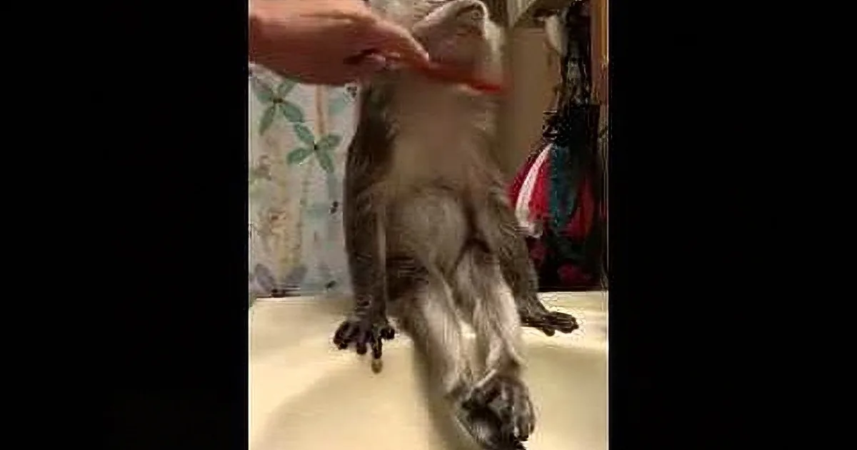 This Cute Monkey Get Groomed by His Best Human Friend. His Face Is Just Priceless!