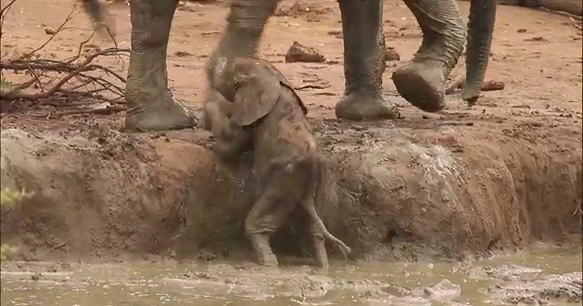 A baby elephant is playfully splashing in a muddy waterhole, surrounded by adult elephant legs.