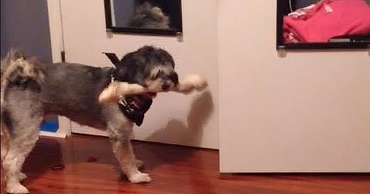 A small dog with a bandana is playfully interacting with a white object, possibly a toy or a piece of cloth.