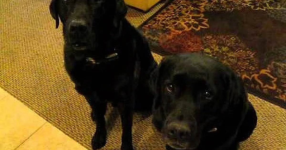 Two black Labrador Retrievers, one sitting and one lying down, on a patterned rug.