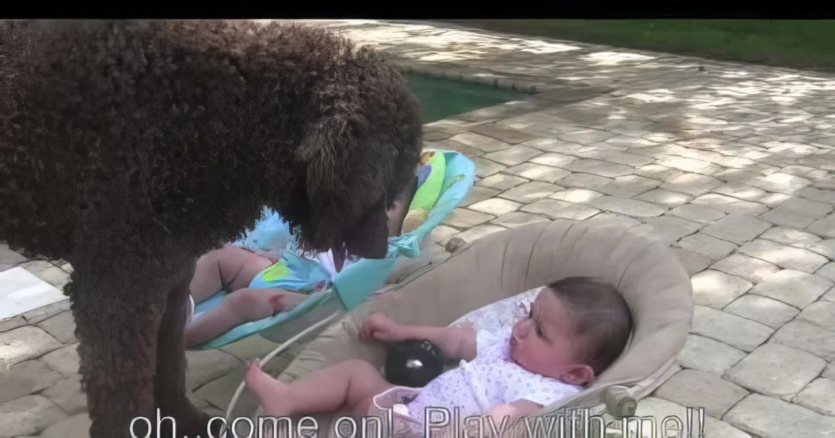A dog sniffs a baby in a stroller on a brick patio.