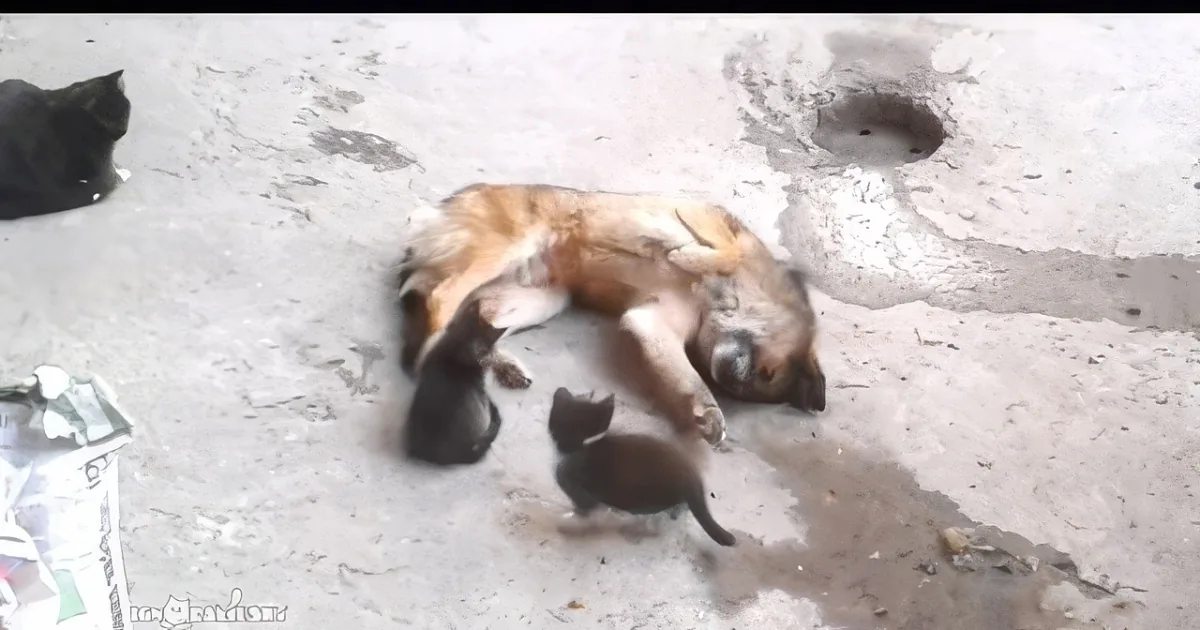 A dog lies motionless on the ground, surrounded by two kittens, one black and one brown.