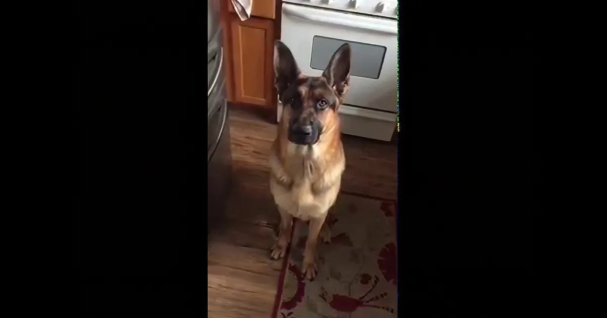 This Grumpy German Shepherd Demands His Second Breakfast! LOL!
