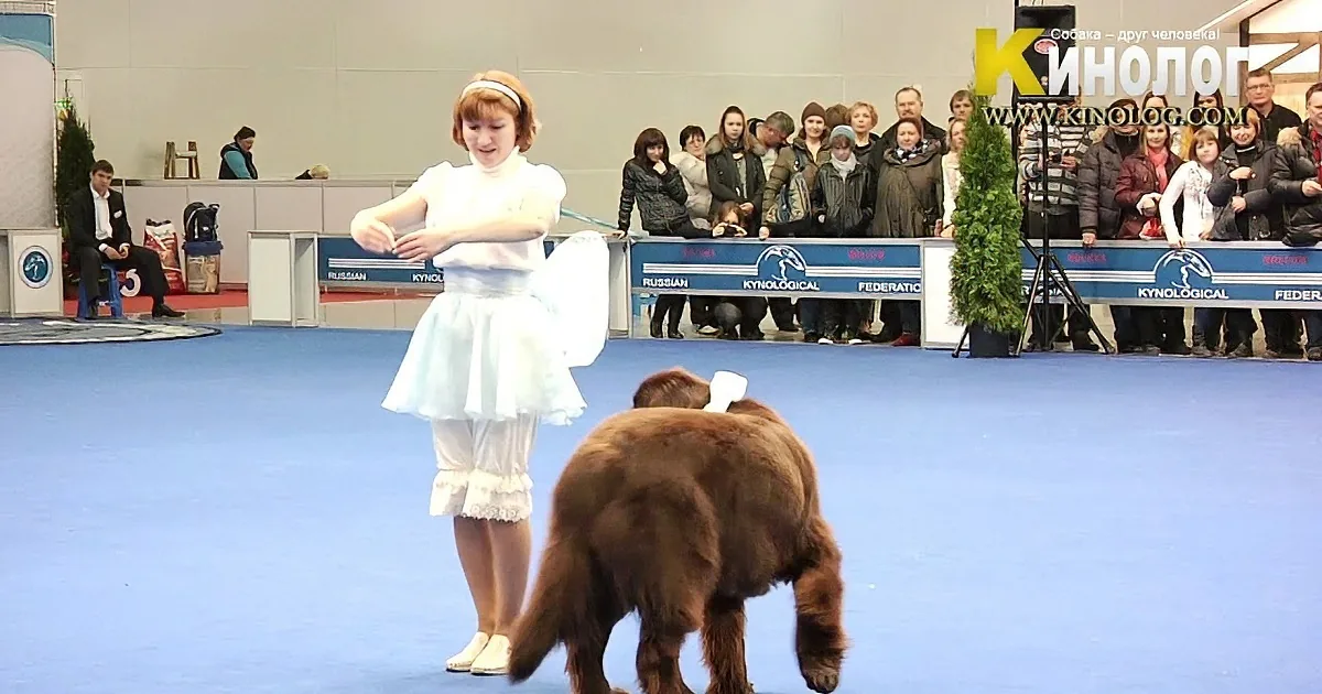 A woman in a white dress stands with a dog wearing a white outfit at a dog show.