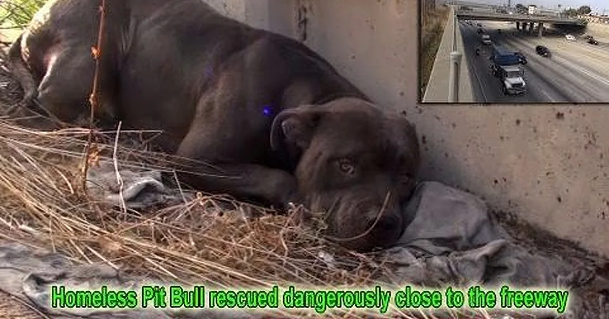 A homeless Pit Bull is lying on the ground near a highway, surrounded by debris and hay.
