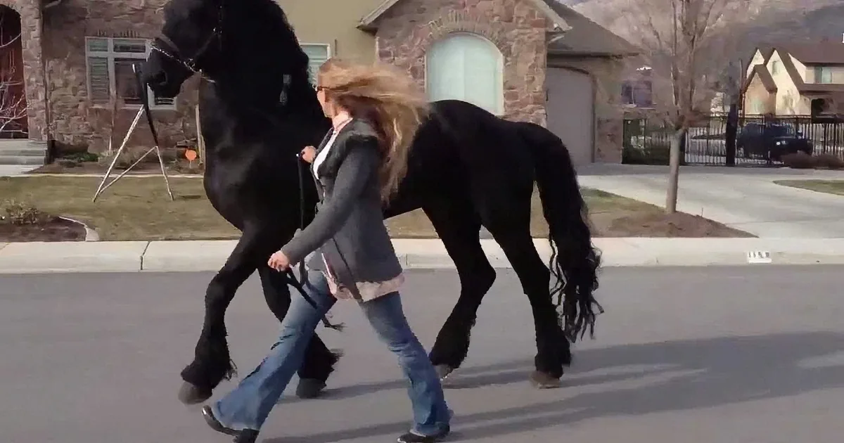 Carol Takes a Walk With Apollo, the Most Handsome Stallion You''ll Ever See!