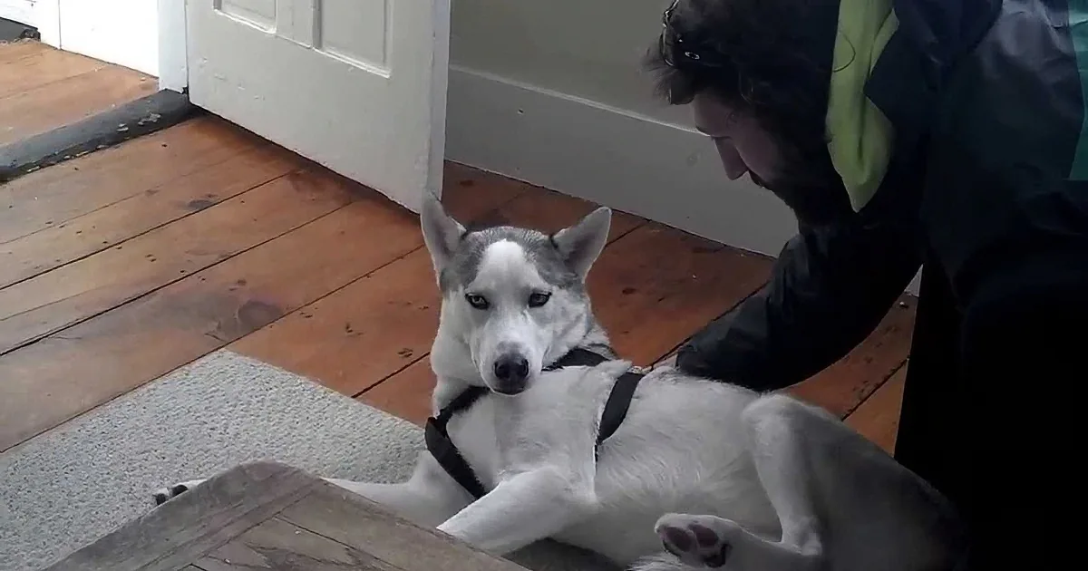 A husky dog lies on its back on a wooden floor, looking up at a person in a black jacket.