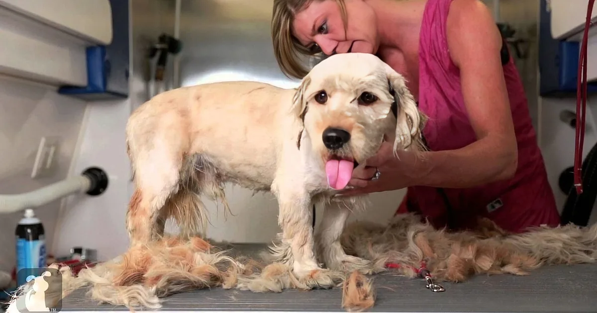 A dog being groomed by a person in a salon setting, with fur being trimmed and a towel on the table.