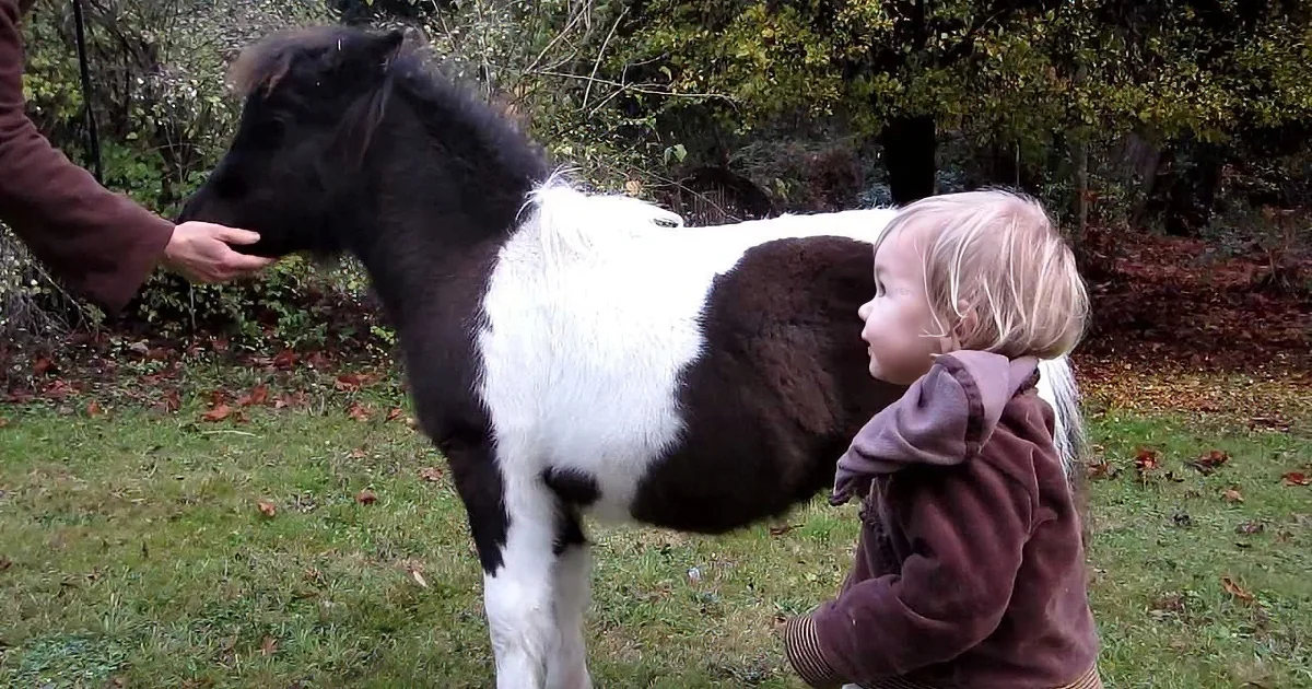 A child in a brown jacket pets a black and white miniature horse in a grassy outdoor setting.