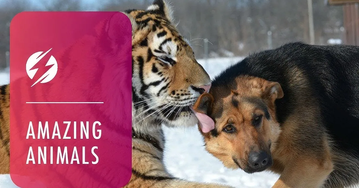 This Tigress Allows These Two Adorable Dogs to Play With Her Cub!