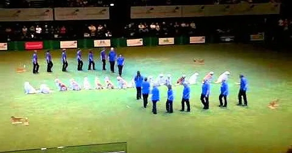 A group of people in blue shirts and dogs are lined up on a green field, possibly for a dog show or competition.