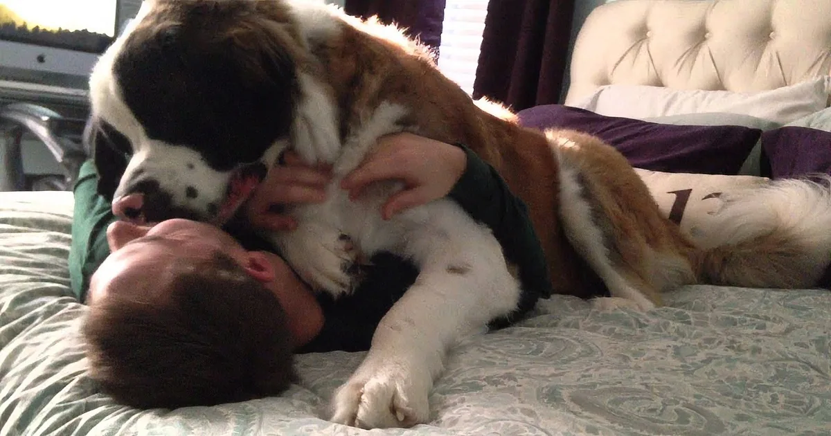 A Saint Bernard dog is playfully interacting with a person on a bed, both appearing relaxed.