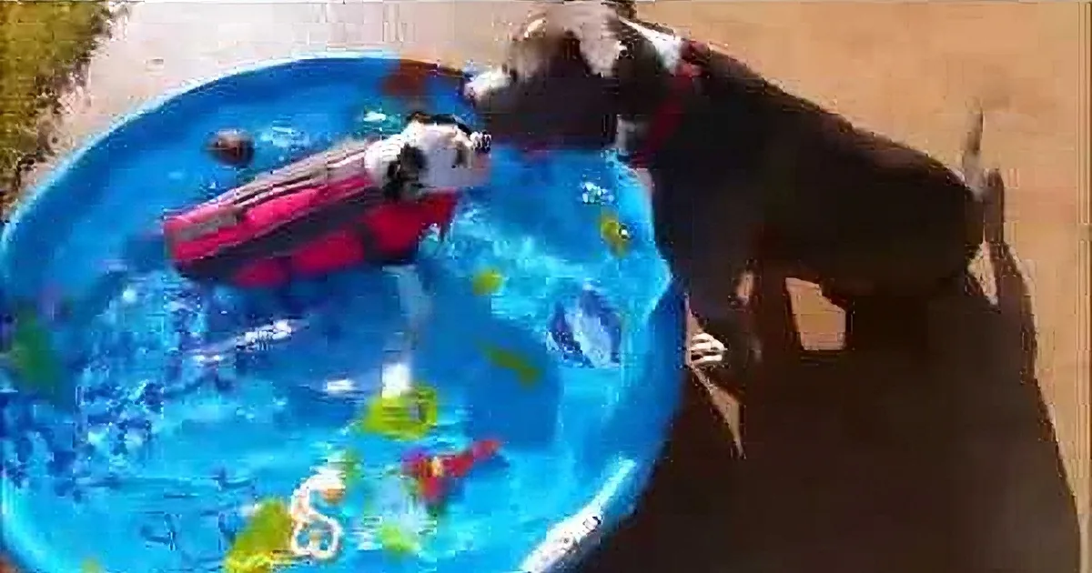 Watch This Pitbull Take Care of His Disabled Bulldog Bud, Bonsai!