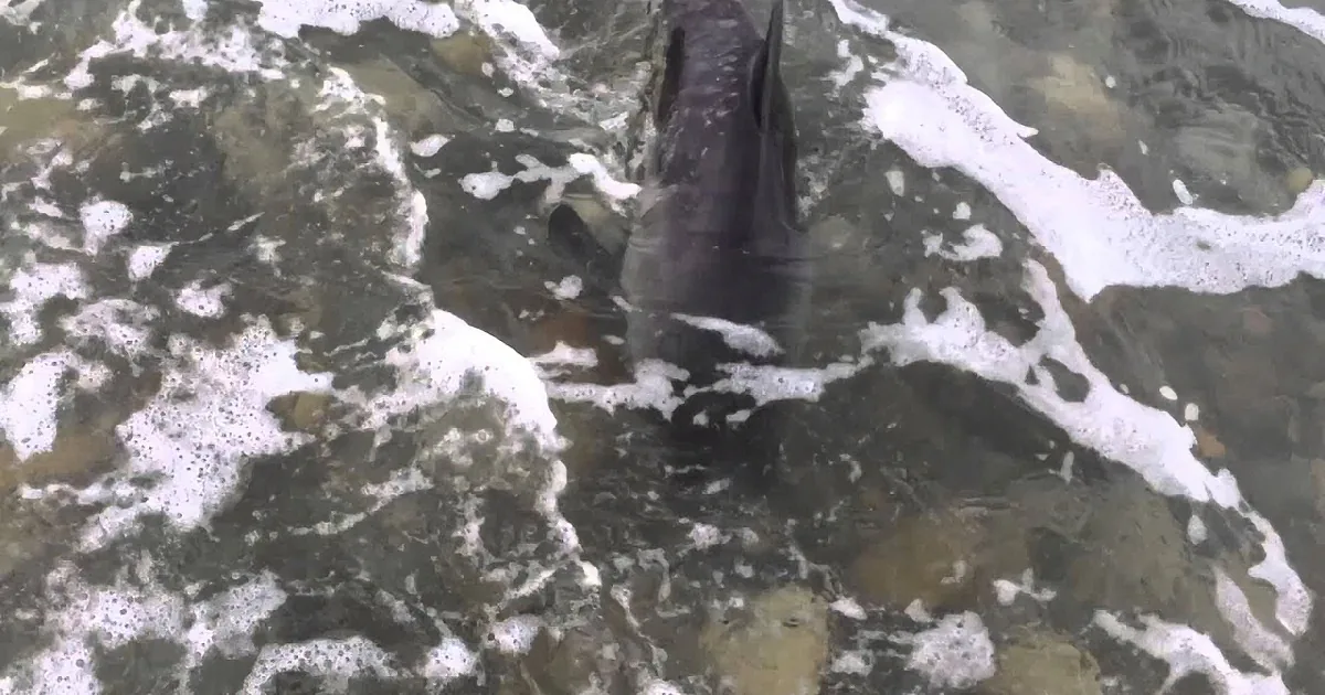 A dark fish swims in murky water with foam and debris.
