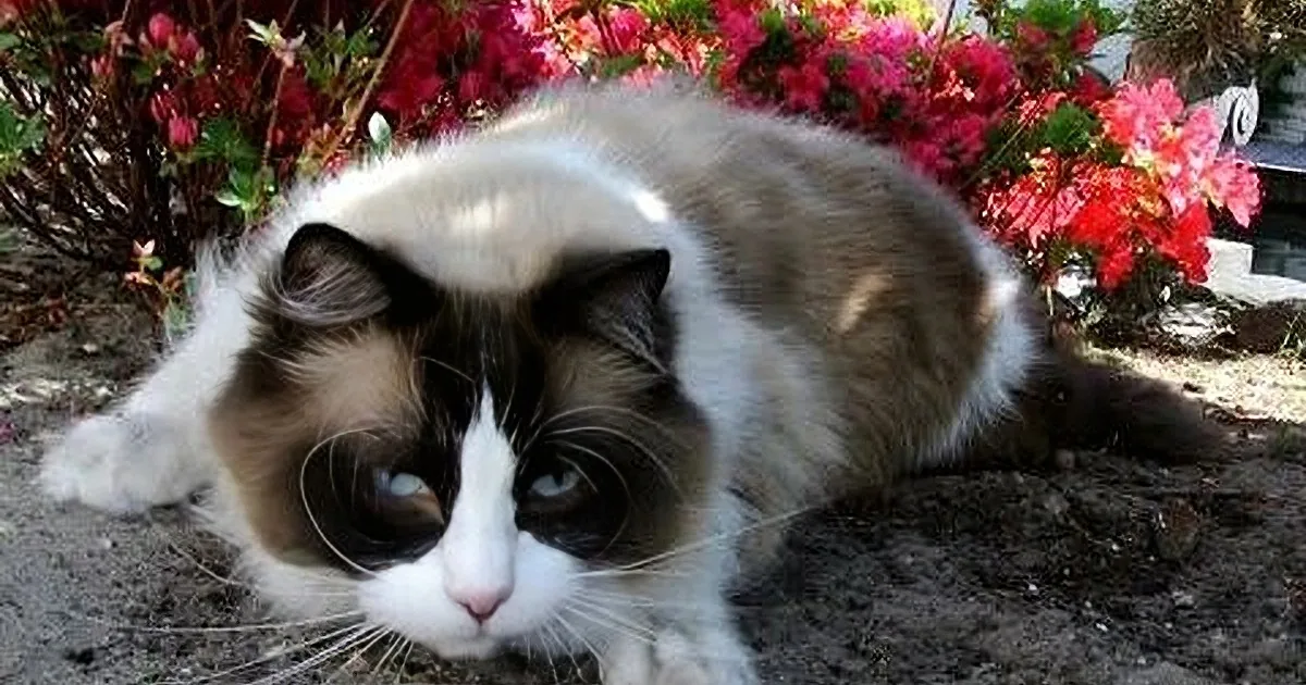 Follow Timo''s Adorable Everyday Adventures! You''ll Fall Right in Love!