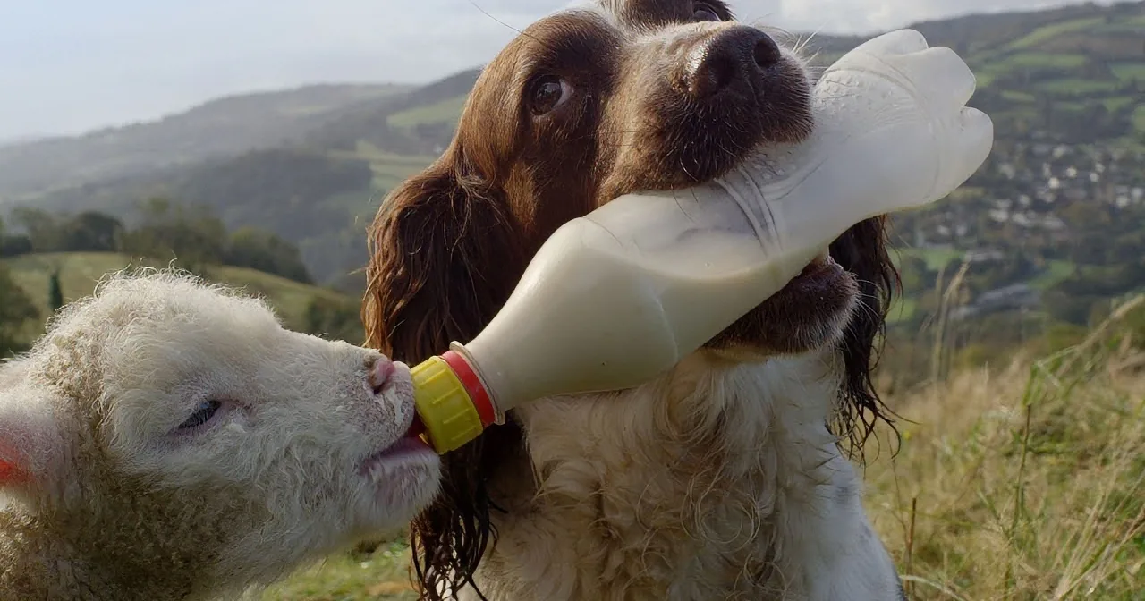 A dog holds a boot in its mouth while a lamb reaches up, both in a grassy field with hills in the background.